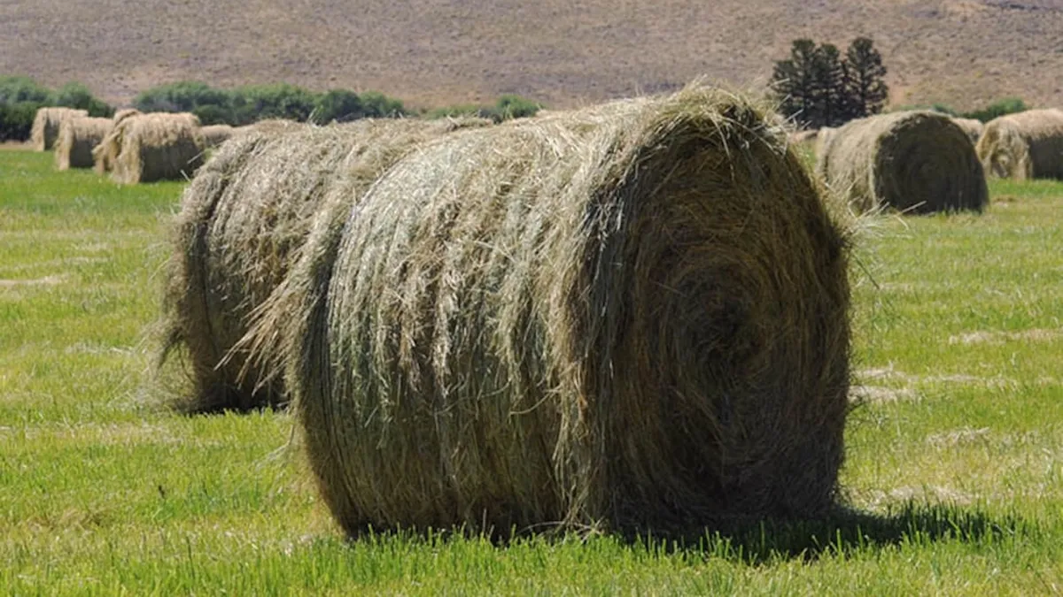 La eficiencia en el riego potencia la competitividad de la alfalfa